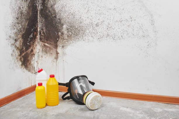 Best Professional Mold Removal  in Lafayette, CO