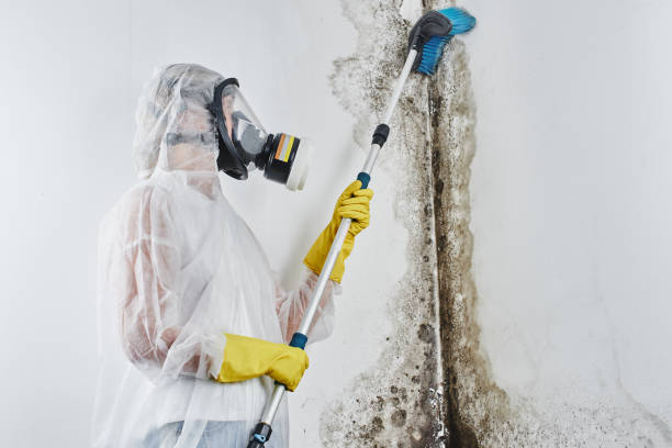 Best Mold Damage Repair  in Lafayette, CO