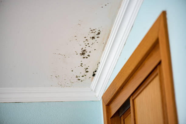 Best Local Mold Removal Service  in Lafayette, CO