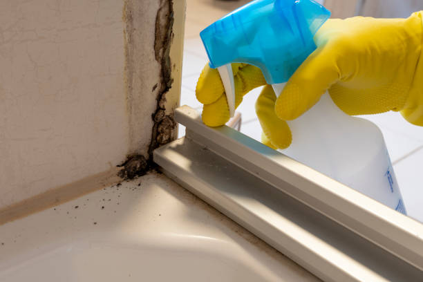 Best Office Mold Removal Services  in Lafayette, CO