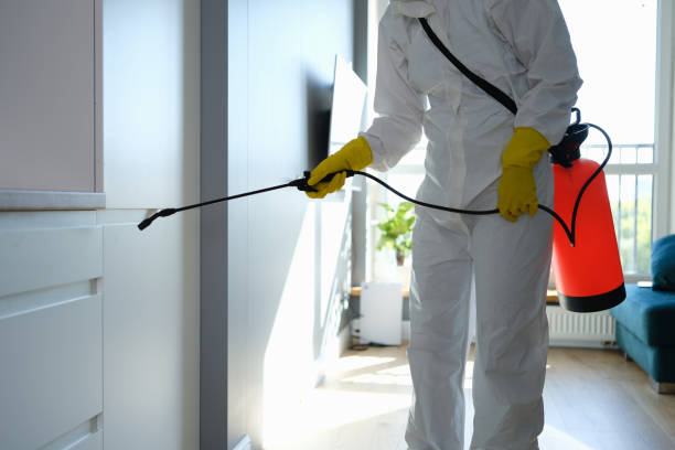 Best Home Mold Removal  in Lafayette, CO