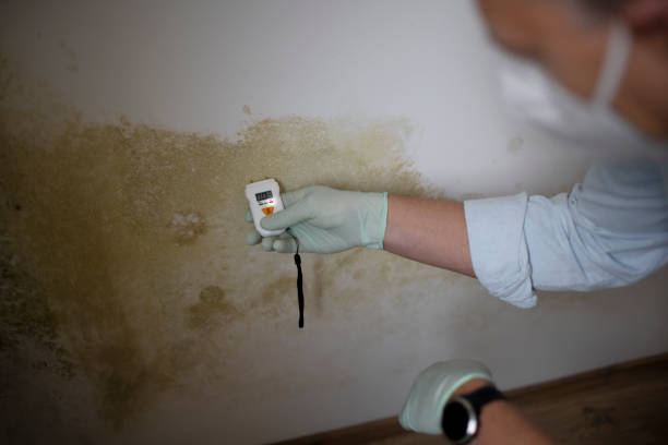 Best Commercial Mold Removal  in Lafayette, CO