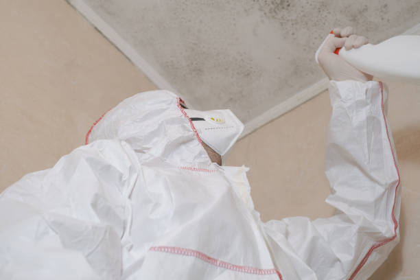 Best Attic Mold Removal  in Lafayette, CO