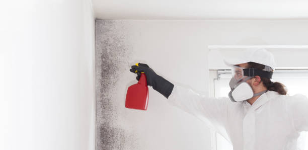 Best Fast Mold Removal  in Lafayette, CO