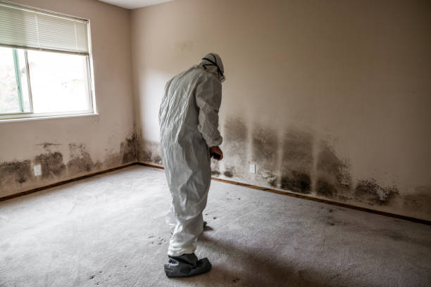 Best Toxic Mold Removal  in Lafayette, CO