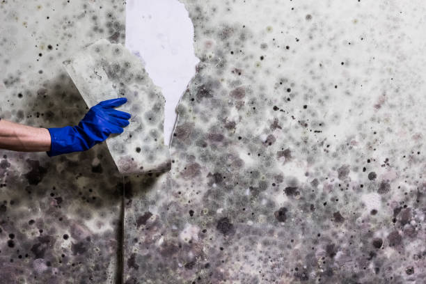 Best Mold Removal Company Near Me  in Lafayette, CO