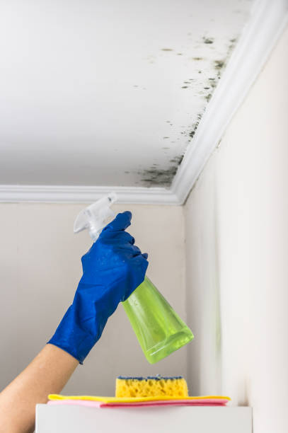 Best Toxic Mold Removal  in Lafayette, CO